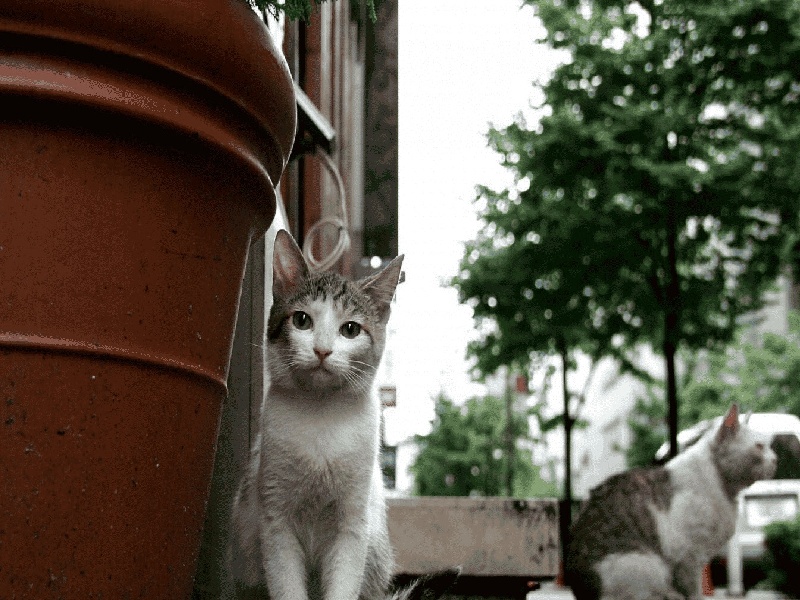 试管月经怀孕吗（试管全流程多久）